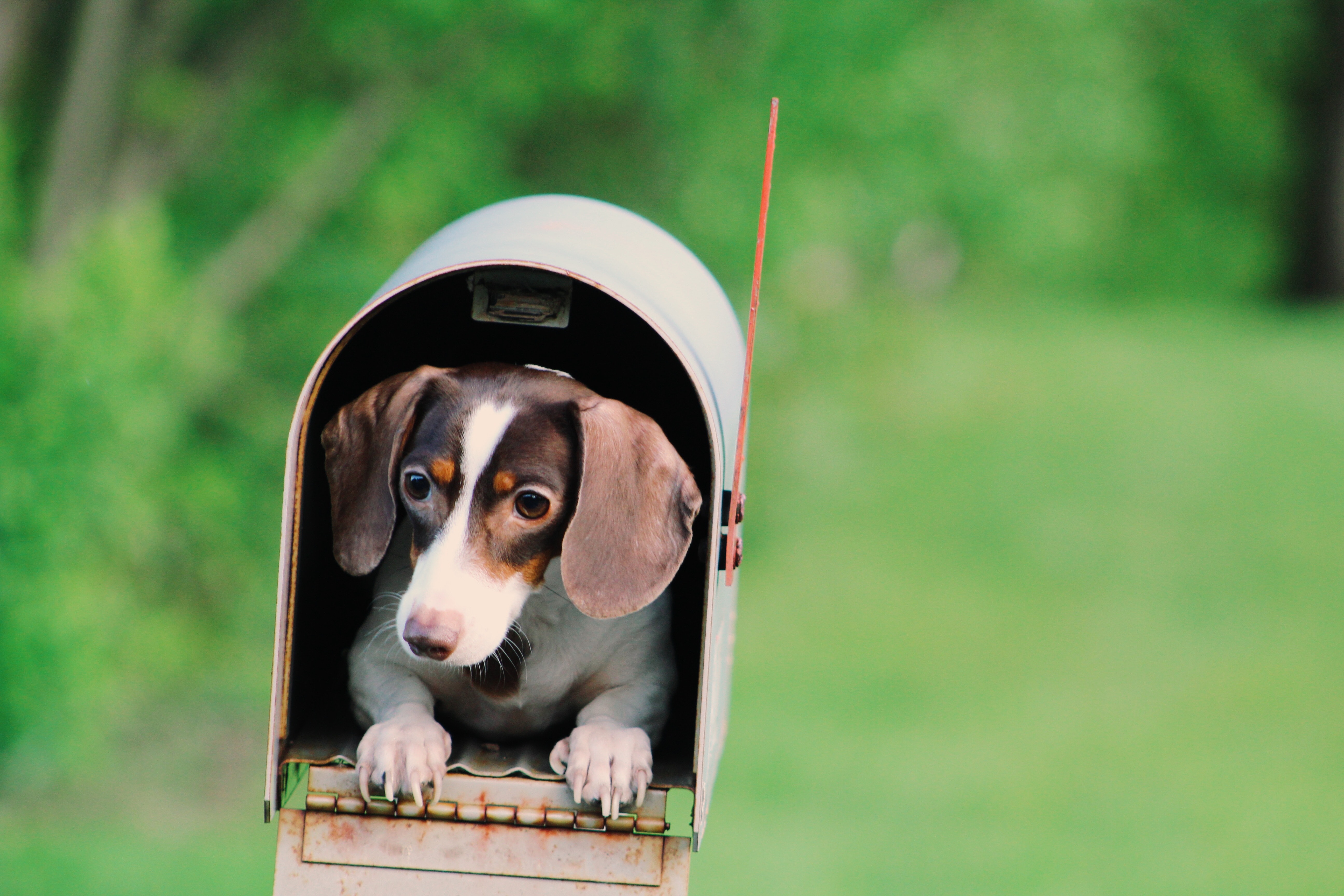 dog-inside-mailbox-906065